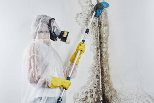 Dehumidification Services in Dade City North, FL